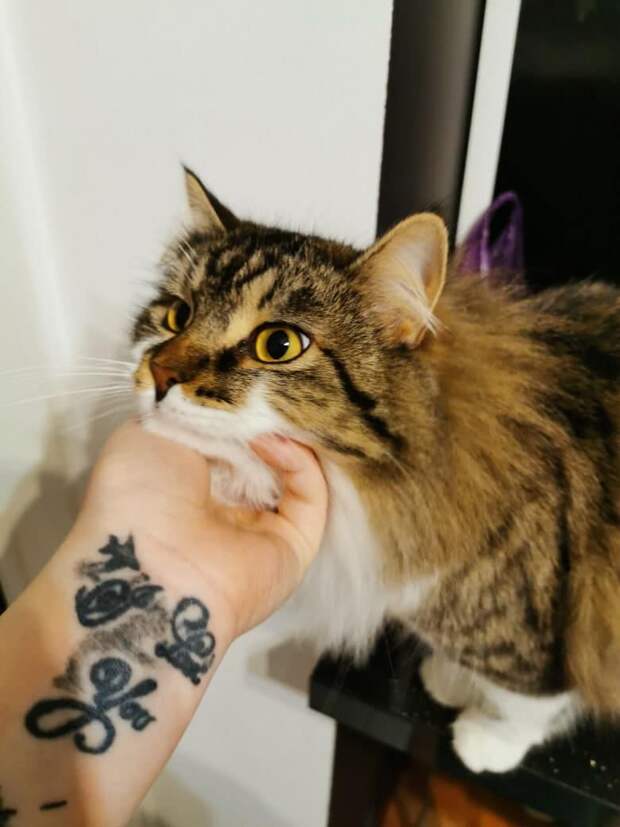 помощь котёнку кошка в доме