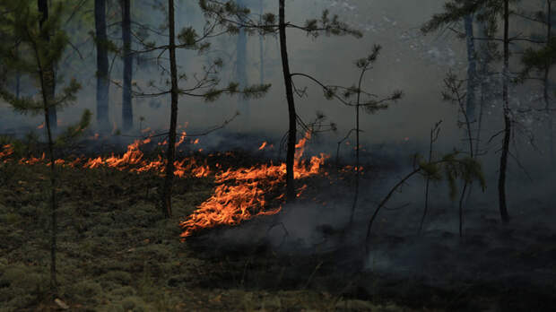 В Алтайском крае объявили сроки начала пожароопасного сезона
