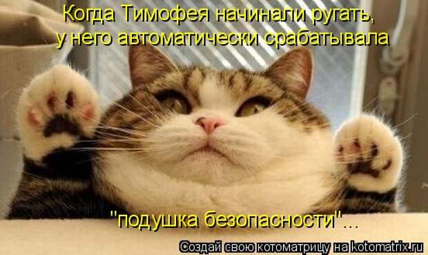 Котоматрица - Когда Тимофея начинали ругать, у него автоматически срабатывала 