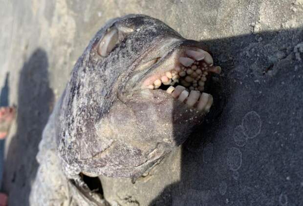 Полный рот человеческих зубов: женщина обнаружила на берегу пляжа необычную рыбу