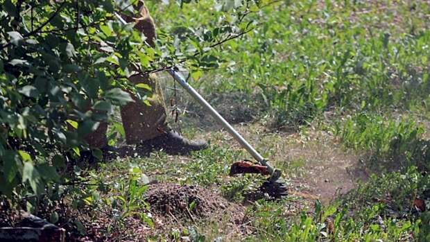 За борщевик на дачных участках с 2026 года будут штрафовать до 700 тысяч рублей