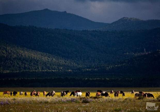 Лучшие фотографии России 2011. Номинация Природа