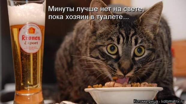 Лучшие котоматрицы недели (50 фото) Лучшие котоматрицы недели (50 фото)