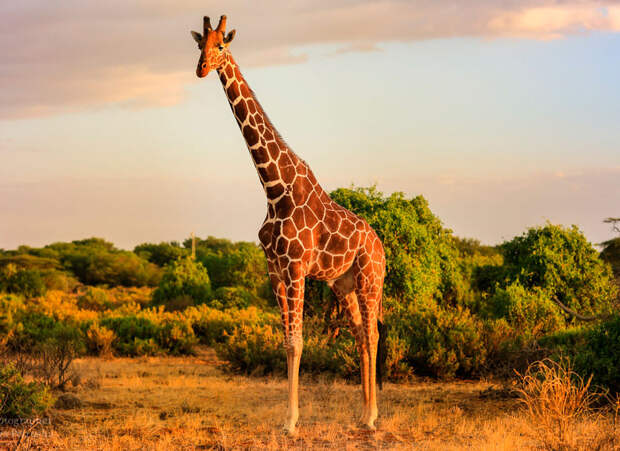 Картинки по запросу жираф