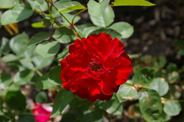 Роза садовая сорт Lilli Marlene, фото автора