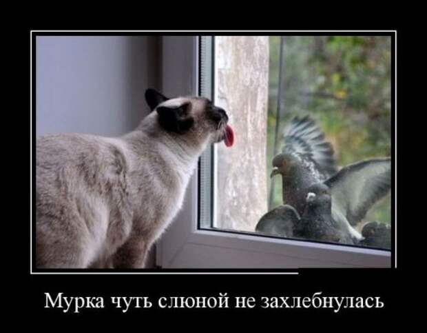Новые прикольные демотиваторы (38 шт)