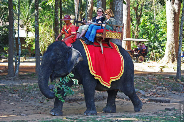 Слон – третье по популярности средство передвижения между храмами после тук-тука (моторикши) и автомобиля.