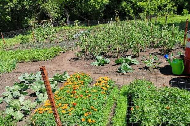 Садоводов хотят обязать начать использовать земельные участки в течение трех лет
