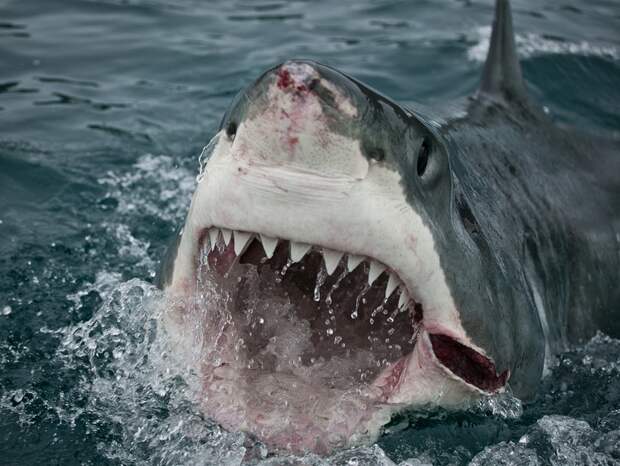 Discovery Channel Discovery Channel