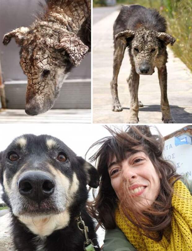 15 невероятных фотографий собак до и после спасения