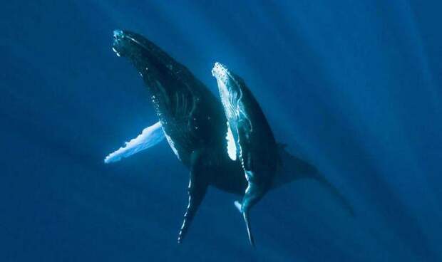 Интересные факты о Китах, Семец синего кита, Самка синего кита