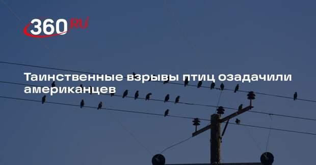 ABC News: в США начали расследование таинственных взрывов птиц