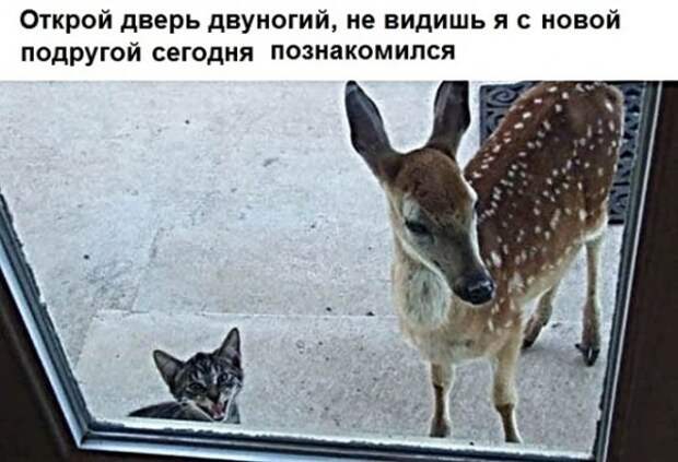 Картинки с котами и про котов