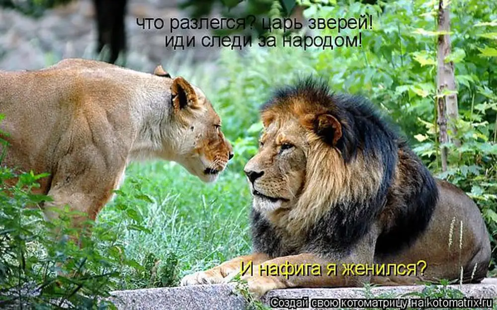 Львица цитаты. Я не нужна льву. Лев и львица любовь картинки. Я не нужна льву. Лев и львица цитаты.