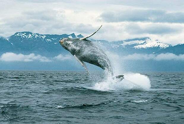Факты про китов флора, фауна