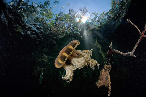 Медуза в манграх