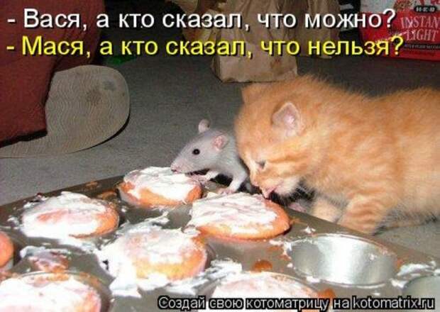 Лучшие котоматрицы недели (28 шт)