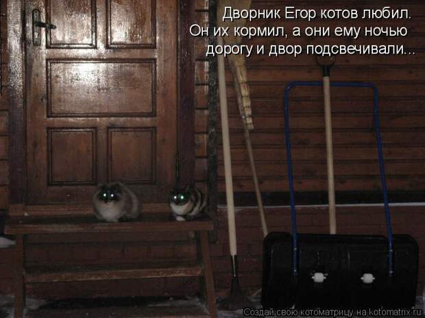 Котоматрица - Дворник Егор котов любил. Он их кормил, а они ему ночью дорогу и двор 