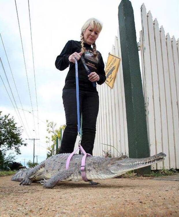 strange pet walking04