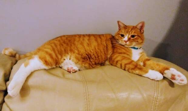 кот отдыхает