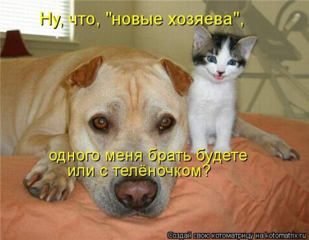 Котоматрица свежак (36 шт)