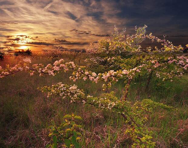 Фото жизнь - mondtag3106 - Пейзажи - Цветы закатные