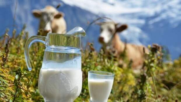 20 интересных фактов о молоке