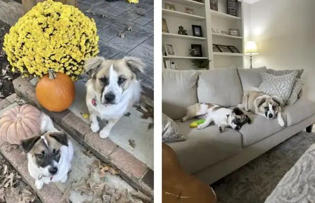 Хозяин взял из приюта друга для слепого пса — и неожиданно воссоединил семью