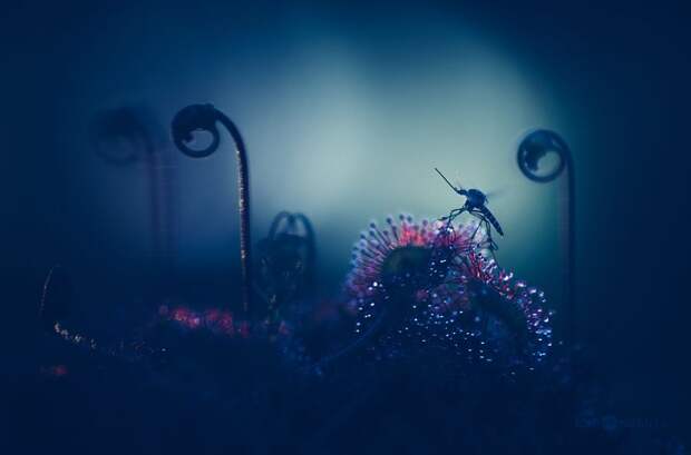 Картинки по запросу macro photography sundew plant