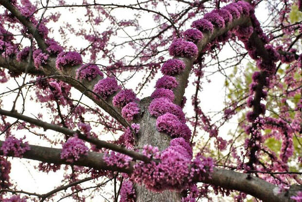Цветущее дерево Cercis Canadensis.