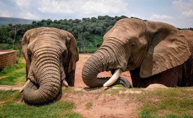 Во Франции открылся первый в Европе дом для престарелых слонов