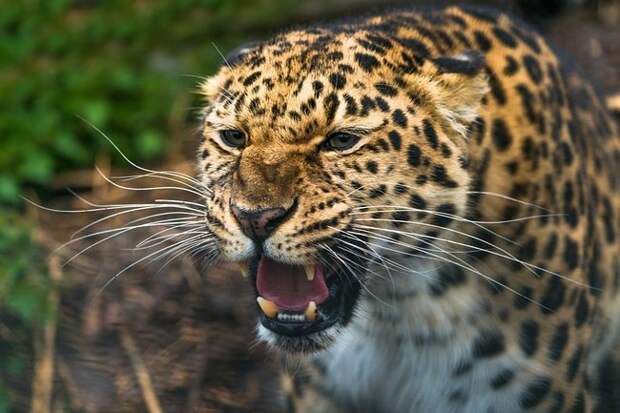Дальневосточных леопардов становится больше дальневосточный леопард, поголовье растёт, хорошие новости