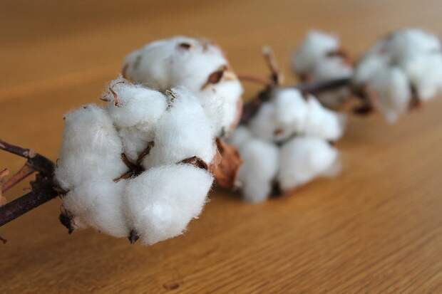 cotton-branch-1271038_1280