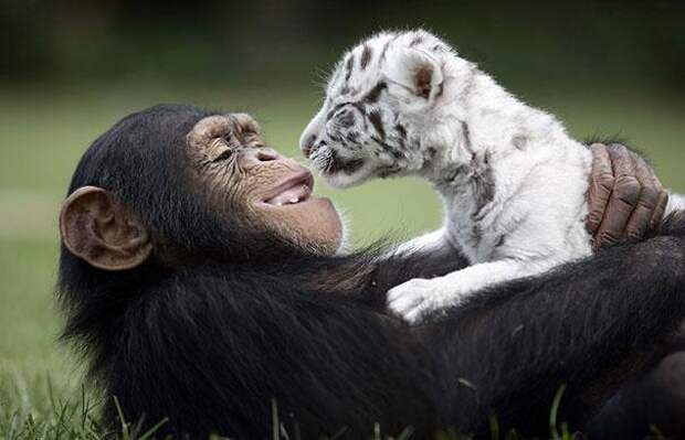 дружба животных шимпанзе и тигр