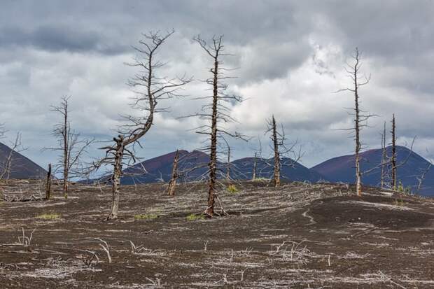 Мертвый лес — зловещее место недалеко от вулкана Толбачик, который и виновен в том, что пейзажи этого места стали пустынными и нагоняющими страх. В 1975 году случилось сильное извержение, тогда раскаленный пепел накрыл леса вокруг вулкана, уничтожив Russia, travel, животные, камчатка, факты