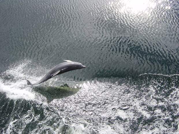 dolphins08 dolphins08 Самые удивительные факты о дельфинах