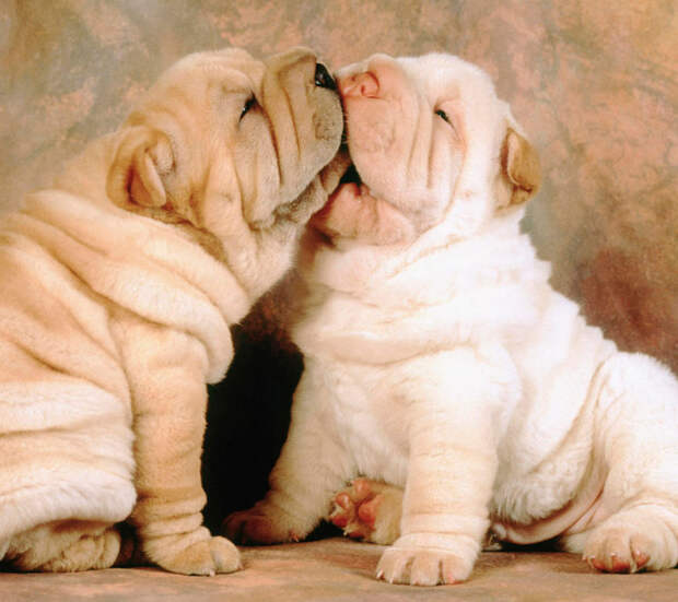 Kissing Animals