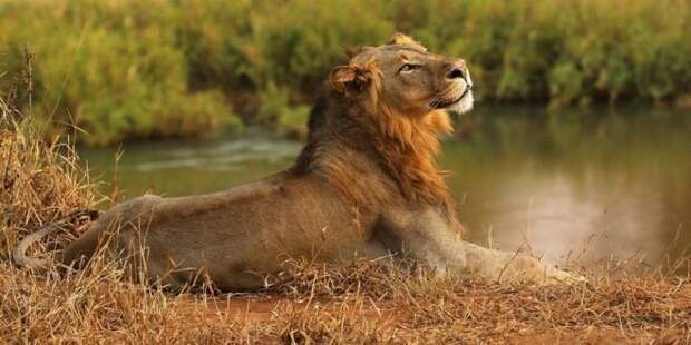 Львы в Южной Африке съели браконьера, оставив лишь голову африка, браконьерство, животные, львы, факты