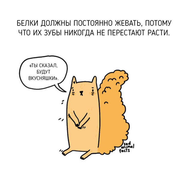 Неожиданная правда о животных от Брук Баркер
