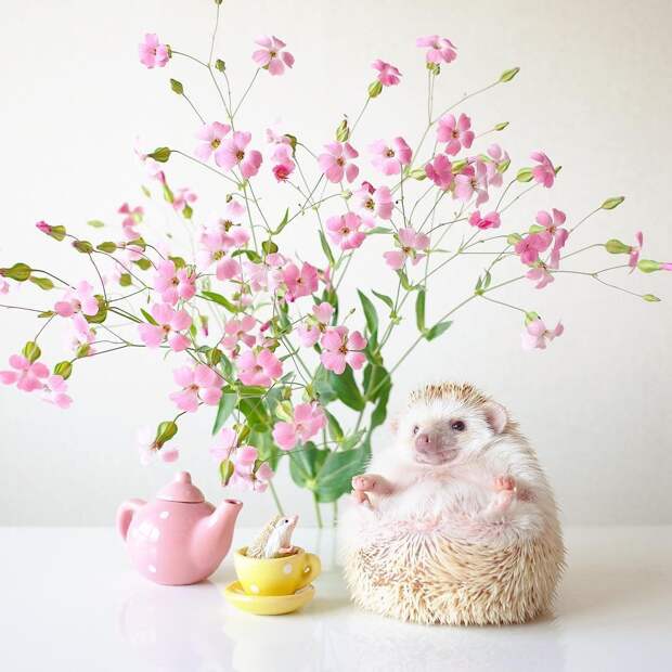 Домашний ёжик стал Instagram-моделью