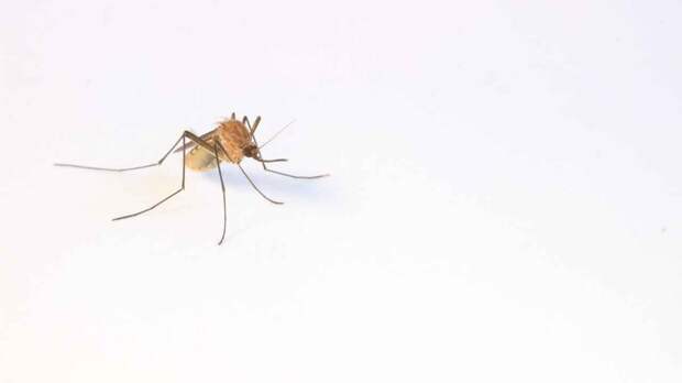 Как комары выбирают жертв