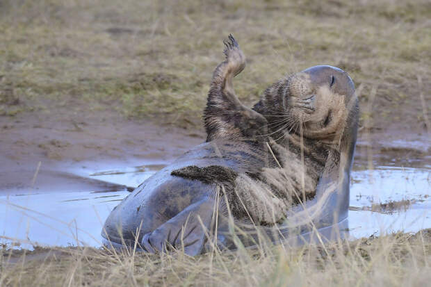 Победитель конкурса фотографий Mammal Photographer и веселый тюлень