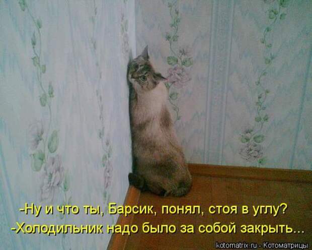 Котоматрицы(картинки с надписями)