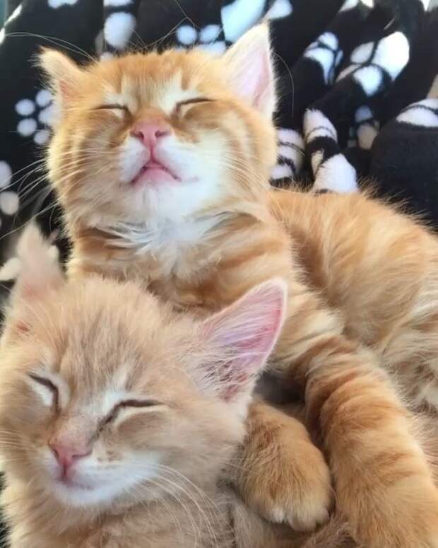Без кота и жизнь не та