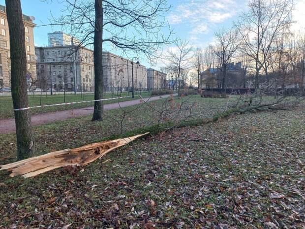 В садах и парках Петербурга устраняют последствия шторма