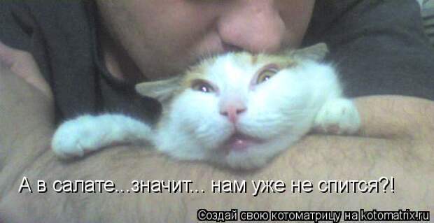 Котоматрица - А в салате...значит... нам уже не спится?!