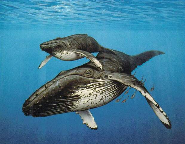 Факты про китов флора, фауна