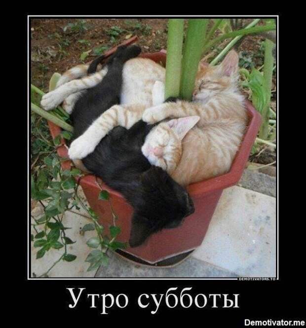 Коллекция весёлых картинок про субботу