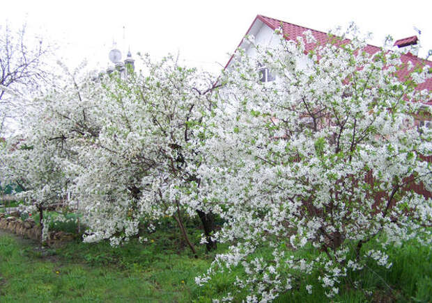 Результат пошуку зображень за запитом вишни цветут"