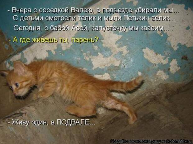 Котоматрицы(картинки с надписями)